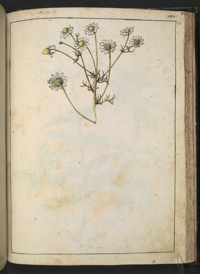 Matricaria chamomilla (Camomile), fra "Paintings of Flora of the Roman States" av Gherardo Cibo, Add MS 22333, f163r, c.1564-84 (akvarell og gouache på papir) av Gherardo Cibo