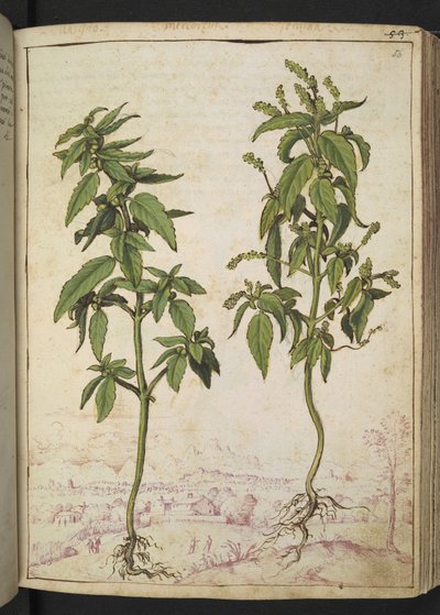 Mercurialis annua, fra "Paintings of Flora of the Roman States" av Gherardo Cibo, Add MS 22333, f056r, c.1564-84 (akvarell og gouache på papir) av Gherardo Cibo