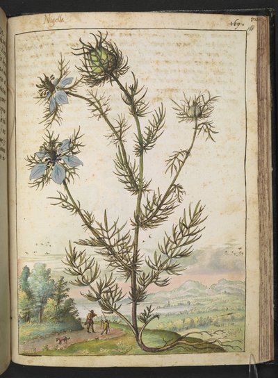 Nigella damascena, fra "Paintings of Flora of the Roman States" av Gherardo Cibo, Add MS 22333, f161r, c.1564-84 (akvarell og gouache på papir) av Gherardo Cibo