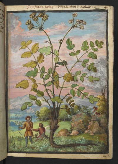 Oenanthe crocata, fra "Paintings of Flora of the Roman States" av Gherardo Cibo, Add MS 22333, f008r, c.1564-84 (akvarell og gouache på papir) av Gherardo Cibo