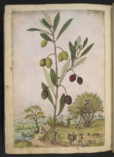 Olea europaea (oliventre), fra "Paintings of Flora of the Roman States" av Gherardo Cibo, Add MS 22333, f181v, c.1564-84 (akvarell og gouache på papir) av Gherardo Cibo