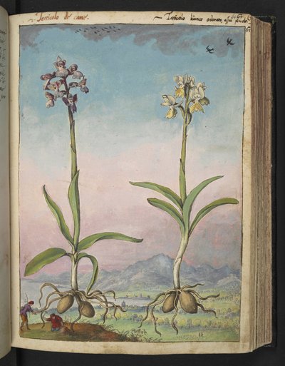 Orchis pallens: To blomstrende planter, fra "Paintings of Flora of the Roman States" av Gherardo Cibo, Add MS 22333, f064r, c.1564-84 (akvarell og gouache på papir) av Gherardo Cibo