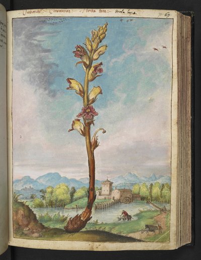Orobanche gracilis, fra "Paintings of Flora of the Roman States" av Gherardo Cibo, Add MS 22333, f070r, c.1564-84 (akvarell og gouache på papir) av Gherardo Cibo