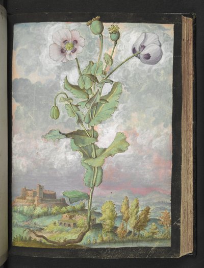 Papaver somniferum: En plante med hvite kronblad, fra "Paintings of Flora of the Roman States" av Gherardo Cibo, Add MS 22333, f108r, c.1564-84 (akvarell og gouache på papir) av Gherardo Cibo
