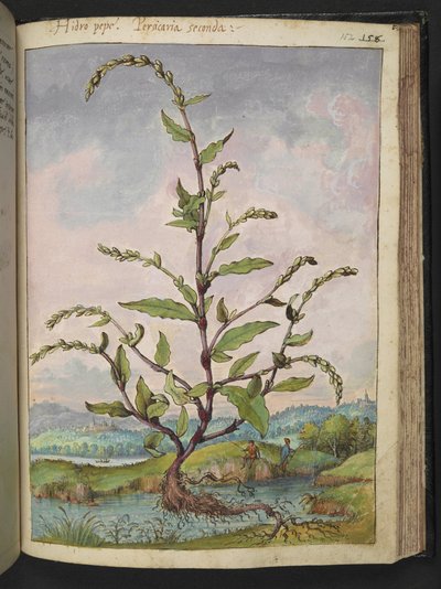 Persicaria hydropiper, fra "Paintings of Flora of the Roman States" av Gherardo Cibo, Add MS 22333, f152r, c.1564-84 (akvarell og gouache på papir) av Gherardo Cibo