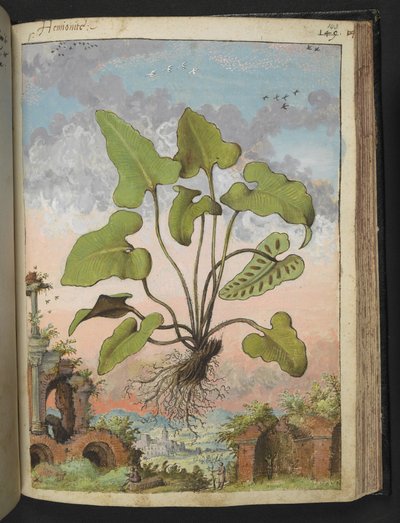 Phyllitis hemionitis, fra "Paintings of Flora of the Roman States" av Gherardo Cibo, Add MS 22333, f143r, c.1564-84 (akvarell og gouache på papir) av Gherardo Cibo