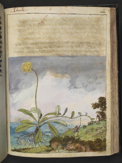 Pilosella officinarum, fra "Paintings of Flora of the Roman States" av Gherardo Cibo, Add MS 22333, f138r, c.1564-84 (akvarell og gouache på papir) av Gherardo Cibo