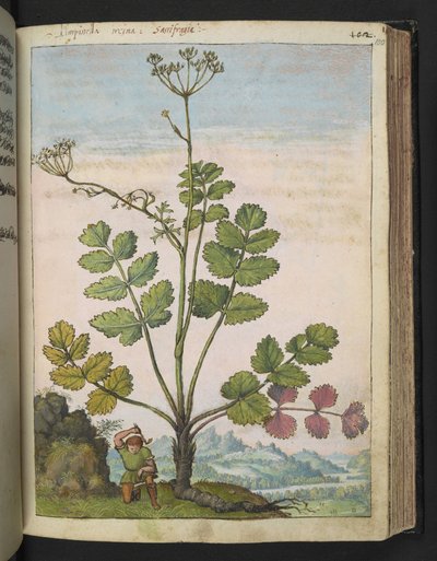 Pimpinella major, fra "Paintings of Flora of the Roman States" av Gherardo Cibo, Add MS 22333, f100r, c.1564-84 (akvarell og gouache på papir) av Gherardo Cibo