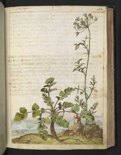 Pimpinella saxifraga, fra "Paintings of Flora of the Roman States" av Gherardo Cibo, Add MS 22333, f101r, c.1564-84 (akvarell og gouache på papir) av Gherardo Cibo