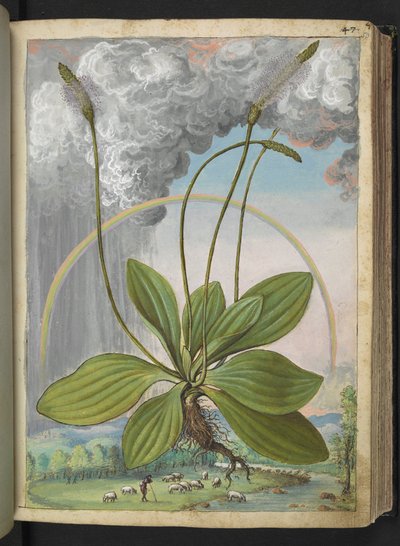 Plantago media, fra "Paintings of Flora of the Roman States" av Gherardo Cibo, Add MS 22333, f050r, c.1564-84 (akvarell og gouache på papir) av Gherardo Cibo