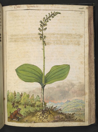 Muligens Ophrys apifera (biorkidé), fra "Paintings of Flora of the Roman States" av Gherardo Cibo, Add MS 22333, f139r, ca.1564-84 (akvarell og gouache på papir) av Gherardo Cibo