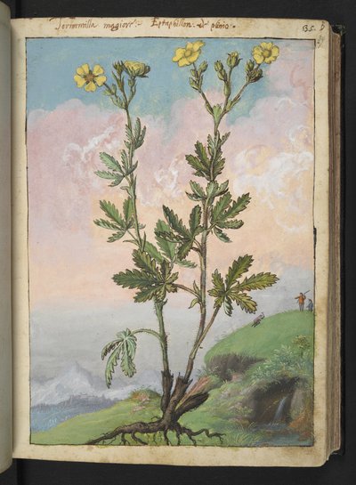 Potentilla recta: En plante med gule blomster, fra "Paintings of Flora of the Roman States" av Gherardo Cibo, Add MS 22333, f039r, c.1564-84 (akvarell og gouache på papir) av Gherardo Cibo