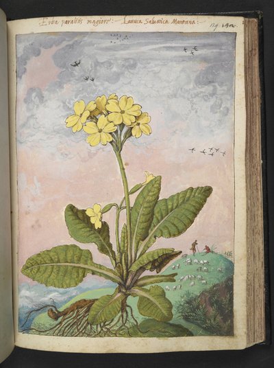 Primula elatior: En plante med gule kronblad. , fra "Paintings of Flora of the Roman States" av Gherardo Cibo, Add MS 22333, f129r, c.1564-84 (akvarell og gouache på papir) av Gherardo Cibo