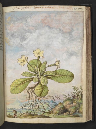 Primula vulgaris, fra "Paintings of Flora of the Roman States" av Gherardo Cibo, Add MS 22333, f128r, c.1564-84 (akvarell og gouache på papir) av Gherardo Cibo