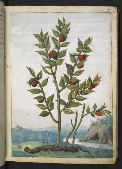 Ruscus aculeatus: En plante som bærer røde bær, fra "Paintings of Flora of the Roman States" av Gherardo Cibo, Add MS 22333, f023r, c.1564-84 (akvarell og gouache på papir) av Gherardo Cibo