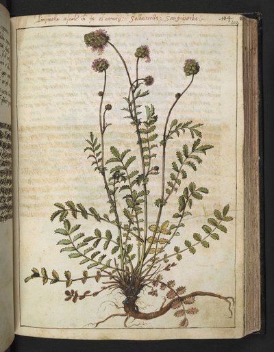 Sanguisorba minor, fra "Paintings of Flora of the Roman States" av Gherardo Cibo, Add MS 22333, f102r, c.1564-84 (akvarell og gouache på papir) av Gherardo Cibo