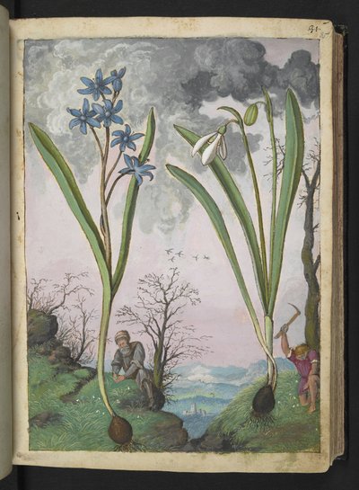 Scilla bifolia og Galanthus nivalis, fra "Paintings of Flora of the Roman States" av Gherardo Cibo, Add MS 22333, f035r, c.1564-84 (akvarell og gouache på papir) av Gherardo Cibo