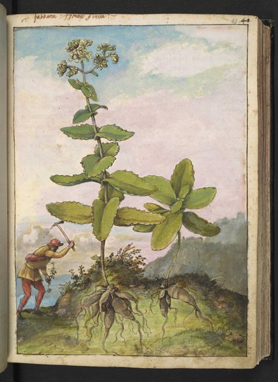 Sedum telephium, fra "Paintings of Flora of the Roman States" av Gherardo Cibo, Add MS 22333, f043r, c.1564-84 (akvarell og gouache på papir) av Gherardo Cibo