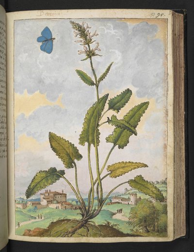 Stachys officinalis, fra "Paintings of Flora of the Roman States" av Gherardo Cibo, Add MS 22333, f093r, c.1564-84 (akvarell og gouache på papir) av Gherardo Cibo