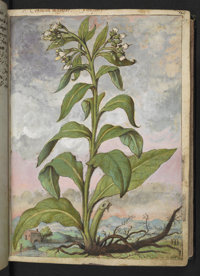 Symphytum officinale (Comfrey), fra "Paintings of Flora of the Roman States" av Gherardo Cibo, Add MS 22333, f029r, c.1564-84 (akvarell og gouache på papir) av Gherardo Cibo