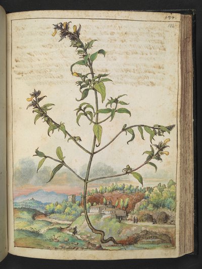 Høy plante med grønne blader og gule blomster, fra "Paintings of Flora of the Roman States" av Gherardo Cibo, Add MS 22333, f132r, c.1564-84 (akvarell og gouache på papir) av Gherardo Cibo