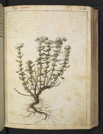 Teucrium montanum, fra "Paintings of Flora of the Roman States" av Gherardo Cibo, Add MS 22333, f068r, c.1564-84 (akvarell og gouache på papir) av Gherardo Cibo