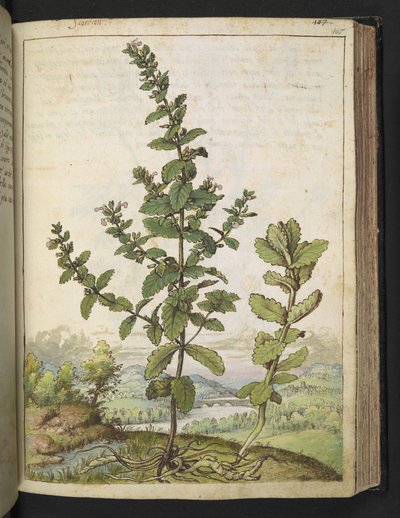 Teucrium scordium, fra "Paintings of Flora of the Roman States" av Gherardo Cibo, Add MS 22333, f105r, c.1564-84 (akvarell og gouache på papir) av Gherardo Cibo
