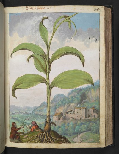 Jahangir, 17th century.    1206396   no       norwegian Successfully Translated  Original: Le Charge d Translat: Le Charge d 1334293 no norwegian Successfully Translated Original: Horse with Head Lowered, 1880searly 1890s. Translat: Keizerskroon, orchidee  av Gherardo Cibo
