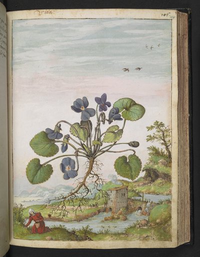 Viola odorata, fra "Paintings of Flora of the Roman States" av Gherardo Cibo, Add MS 22333, f104r, c.1564-84 (akvarell og gouache på papir) av Gherardo Cibo