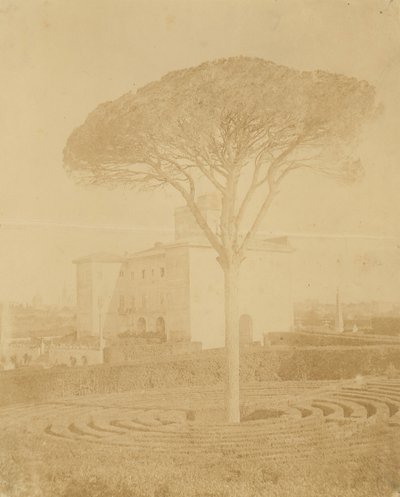 [Tre i formell hage utenfor Palazzo], 1860-70-tallet. av Giacomo Caneva
