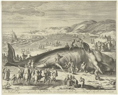 Strandet hval ved Berckhey, 1598 En hval lang 70 fot, strandet på den nederlandske havkysten, mellom Schevelingen og Katwyk, i Sprokkelmaandt, 1598 (tittel på objekt) av Gilliam van der Gouwen