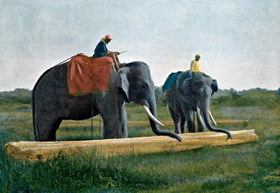Elefanter som flytter en tømmerstokk, Ceylon, c1890 av Gillot