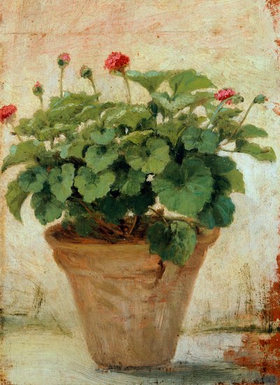 Vase med geranium (olje på lerret) av Gioacchino Toma