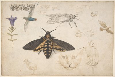 Studier av en Gentian, Moth, Birds, Cats, Interlacing Motiv og Greek Frets recto..., 1530-40. av Giorgio di Giovanni