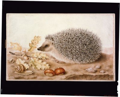 Et pinnsvin i et landskap (kroppsfarge på vellum) av Giovanna Garzoni