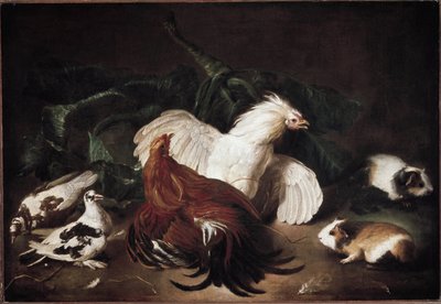 Stilleben med dyr Høner og hamstere (olje på lerret av Giovanni Agostino Cassana