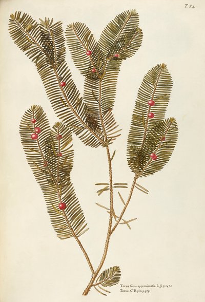 Europeisk barlind (Taxus baccata), Taxaceae av Giovanni Antonio Bottione, akvarell av Giovanni Antonio Bottione