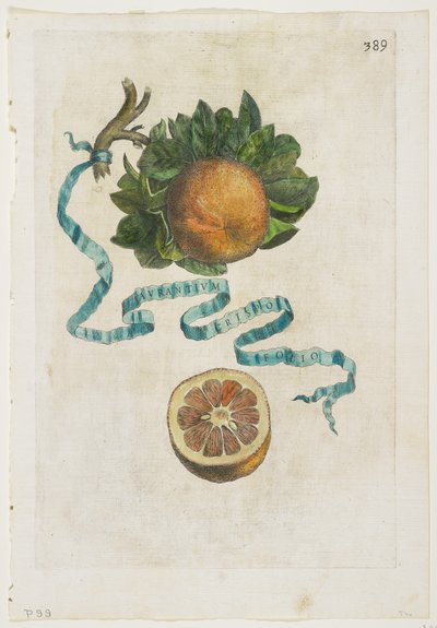 Aurantium Crispo Folio, fra Hesperides, 1646 av Giovanni Battista Ferrari