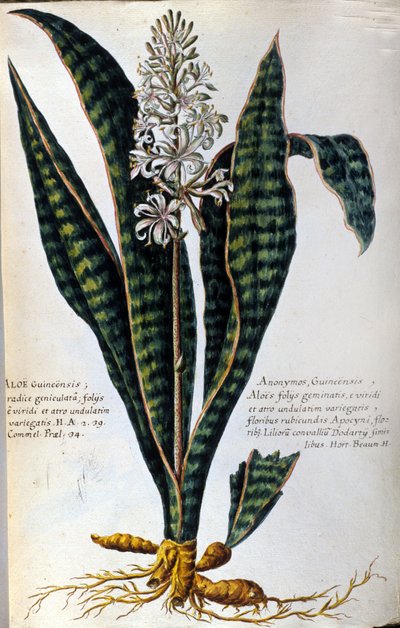 Aloe. Medisinske planter. Gravering - i "Praktisk botanisk historie, eller nomenklaturen, beskrivelsen og dydene til planter, som hører til bruken av medisin..." av Giovanni Battista Morandi