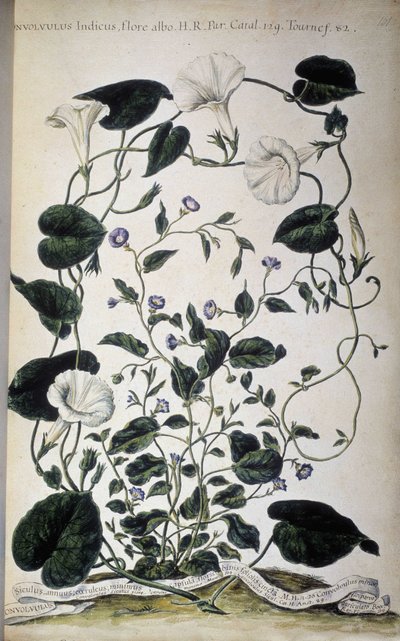 Botanisk bord: Varianter av bindweed. Convolvulus-varianter (Convolvulus Indicus hvit flora; Convolvulus Siculus). Giovanni Battista Morandi, En malt botanisk hage eller en samling av planter..., bind I av Giovanni Battista Morandi