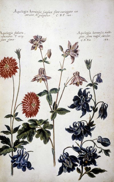 Botanisk bord: tre typer Ancolies (Aquilegia) - I "" Praktisk botanisk historie, eller av planter som er relevante for bruk av medier, nomenklatur, beskrivelse og dyder ..."" av Giovanni Battista Morandi (? - 1761) av Giovanni Battista Morandi