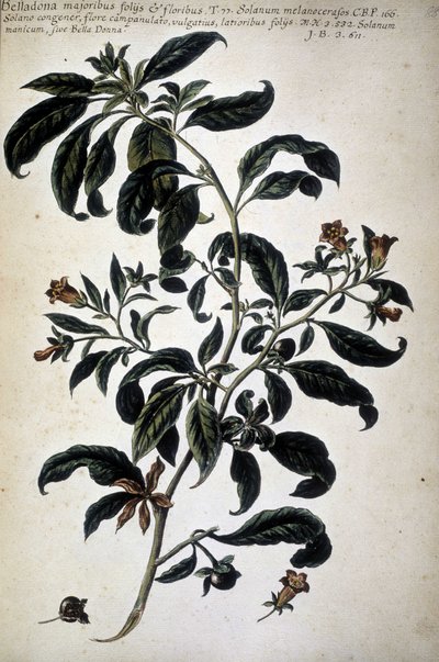 Botanisk kart: Belladona (Belladona Majoribus Folys) - I ""Praktisk botanisk historie, eller planter som er relevante for bruk av medier, nomenklatur, beskrivelse og dyder..."" av Giovanni Battista Morandi (? - 1761) av Giovanni Battista Morandi