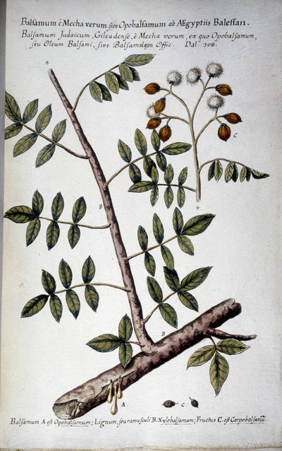 Opobalsamum (gren med seve) - I "" Praktisk botanisk historie, eller planter som er relevante for bruk av medier, nomenklatur, beskrivelse og dyder ..."" av Giovanni Battista Morandi (? - 1761) av Giovanni Battista Morandi