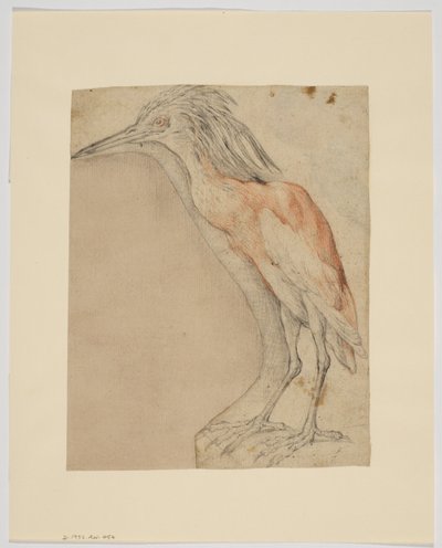 Heron, recto (kritt på papir) av Giovanni da Udine (after)