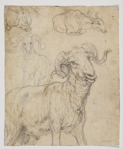 Ram og bøffel, verso (kritt- og akvarelltegning) av Giovanni da Udine (after)