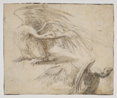 To svaner, recto (kritt- og akvarelltegning) av Giovanni da Udine (after)