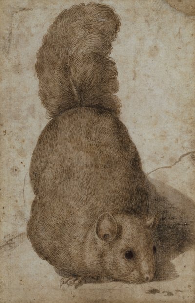 Et ekorn (penn og blekk) av Giovanni da Udine (attr. to)