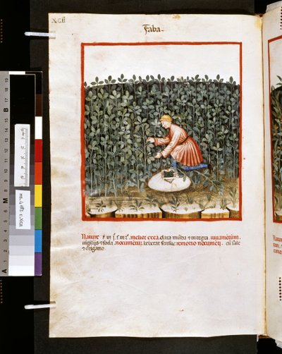  av Giovannino de