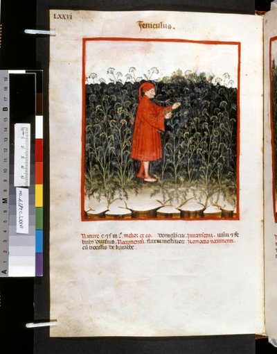  av Giovannino de