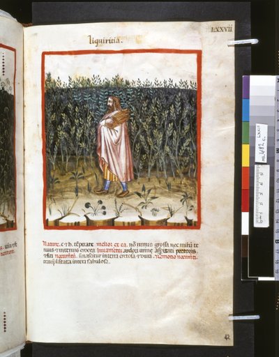  av Giovannino de